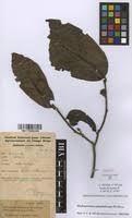 Image result for Dichapetalum madagascariense