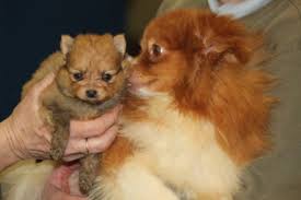 The puppy's adoption cost will be refunded to the new owner. Adopt A Pomeranian Puppy