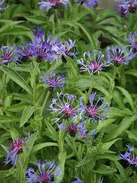 Image result for Centaurea praecox