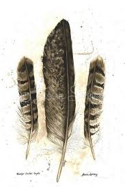See eagle feathers stock video clips. Wedge Tailed Eagle Feather Art Print Jessie Spring Watercolour Artist Western Australia