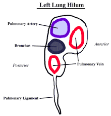 Surgical access for diseases that involve the superior mediastinum can be achieved without thoracotomy by utilizing the suprasternal approach with extension of the head and neck and transection of the interclavicular ligament, median sternotomy, resection of the medial third to one half of the. Dissector Answers Superior Mediastinum Lungs