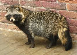 Ich entdeckte ein ganz wundervolles bild, dessen ursprüngliche seite aber nicht aufrufbar (oops. Marderhund Wikipedia