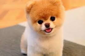 puppies always help my name is kendalyn and i can take care of it it looks very cute if you like this messi cute teacup puppies baby dogs cute animal pictures