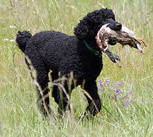 Poodle Wikipedia