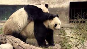 Discovery Channel Animals Wallpapers Wallpaper Cave