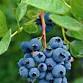 Fruit Pruning Workshop Series - Blueberries event image