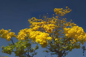 Image result for Handroanthus chrysanthus