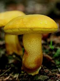 boletes cogumelos fungos amarelo pinterest