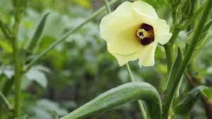 Outdoor plants produce fragrant, yellow flowers in spring. Lady Finger Plant Okra Care For A Rich Harvest