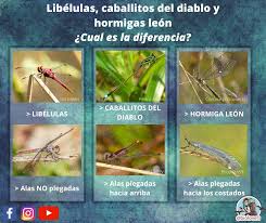 Libélula / caballito del diablo en español las 2 palabras son para diferentes insectos, pero en inglés solo hay una palabra, dragonfly. Biolovers Libelulas Caballitos Del Diablo Y Hormiga Facebook