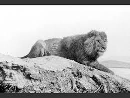 A Glimpse Of What We Ve Lost 10 Extinct Animals In Photos Most Endangered Animals Extinct Animals Extinct And Endangered Animals
