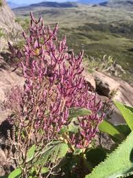 Image result for Tetradenia bainesii