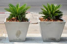 De plus, ses feuilles ont la propriété d'absorber la pollution et ainsi d'assainir l'air ambiant. Cycas Plantation Entretien Et Taille