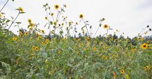 Last summer i grew an amazing sunflower russian giant variety, i harvested the seeds with the intention of sharing them with friends to plant more sunflowers this year. All About Sunflowers West Coast Seeds