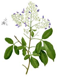 Image result for Vitex trifolia