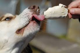 Recipe notes on homemade dog treats. Homemade Low Fat Dog Treats Perfect For National Pet Day