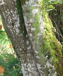 Image result for Dombeya torrida