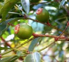 Image result for Tricalysia acocantheroides