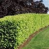 Prunus caroliniana, known as the carolina laurelcherry, carolina cherry laurel, cherry laurel, or carolina cherry, is a small evergreen flowering tree native to the lowlands of southeastern united states, from north carolina south to florida and westward to central texas. 1