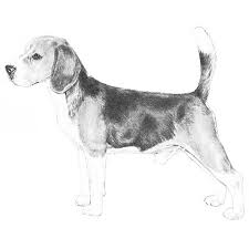 Beagle Dog Breed Information Beagle Dog Breed Beagle Dog Beagle Breeds