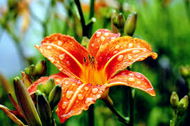 We did not find results for: Growing Daylily How To Grow Daylilies Hemerocallis Daylily Care