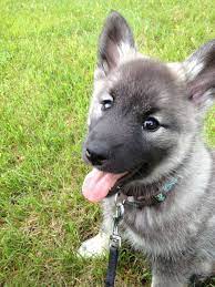 Pin By Kathryn Daniels On Animals Elkhound Puppies Dogs And Puppies Puppies