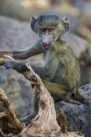 Africa Tanzania Yellow Baboon Papio Cynocephalus Juvenile At Serengeti National Park Photographic Print Ralph H Bendjebar Art Com Baboon Serengeti National Park Serengeti