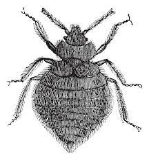Bed bugs are a concern for everyone because they are master hitchhikers, traveling home with people when they likely don't realize it, said ben hottel, an orkin in order to avoid bed bugs, orkin provided several tips, including to survey hotel rooms for signs of an infestation. Bed Bugs
