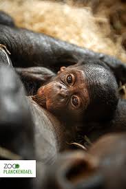 Zoo planckendael brengt je dichter bij de dieren! Hoera Er Is Een Bonobobaby Geboren Zoo Planckendael