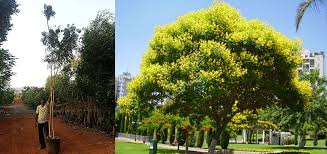 Image result for Peltophorum africanum