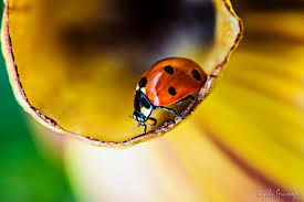 Transform your advertising, social media and website with shutterstock. 50 Beautiful Examples Of Macro Photography The Photo Argus