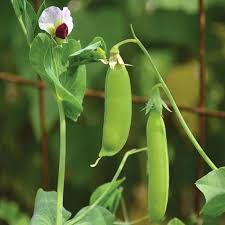 Dwarf grey sugar snow pea | certified organic by ecocert canada pisum sativum | annual | heirloom very old heirloom variety that is in production since 1773. Pea Dwarf Gray Sugar Seeds Planet Natural