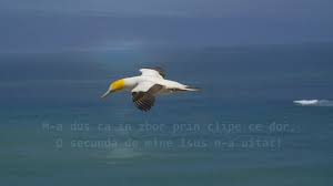 Ce linistiti sunt pasii tai! Amalia Decean Stiu Chords Chordify