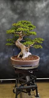 Pin By Pek Zerrin On Wishing Tree Bonsai Tree Types Bonsai Styles Bonsai Tree