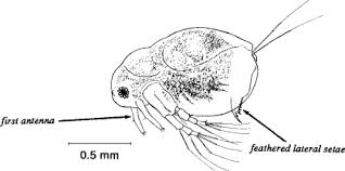 Image result for Cyperus trigonellus