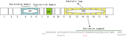 Ras がん化に関わる重要なシグナル分子 Pukiwiki