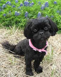 Shih Poo Dog Breed Health Temperament Grooming Feeding And Puppies Petguide