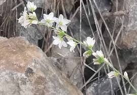 Image result for Dryopteris schizopaleata