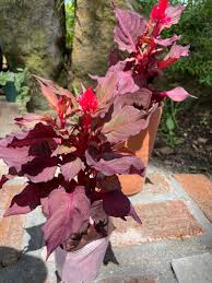 ケイトウ・スマートルックレッド 一年草 3号ポット | 一年草 | | バラとハーブの専門ショップ 大神（おおが）ファーム