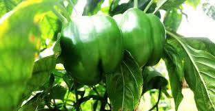 What size grow bag for peppers? How Deep Do The Roots Of Green Bell Peppers Grow Miss Chen Garden Manage Gfinger Is The Best Garden Manage App