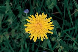 Image result for Hydrostachyaceae