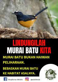 Lesen memandu vokasional (vdl) atau lesen sumber. 1sabah Burung Murai Batu Ialah Spesis Burung Yang Facebook