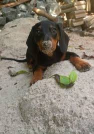 No puppy leaves our home until they have been wormed and have had their first vaccination. Top 5 Cutest Dogs Guess The Ranking Of Dachshunds Dachshund Bonus In 2020 Dachshund Pets Corgi Dachshund Dachshund Puppy Miniature