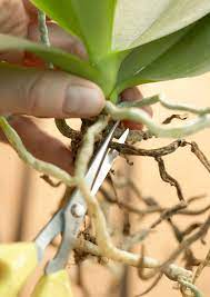 How To Grow Beautiful Orchids Year Round Orchids In Water Indoor Orchids Repotting Orchids
