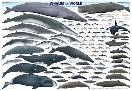40 Complete Whales Of The World Chart