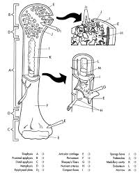 Log in to add custom notes to this or any other game. Scuba Diver Coloring Pages Lovely Long Bone Structure Coloring Page Unique Long Bone Coloring Anatomy Coloring Book Coloring Pages Anatomy And Physiology Quiz