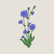 Dibujo Realista Detallado De Achicoria Con Flores Y Hojas Hermosa Planta Herbacea Utilizada Como Mano De Hierbas Culinarias Y Medicinales Dibujada En Elegante Estilo Vintage Ilustracion Vectorial Botanica Ilustraciones Vectoriales Clip Art