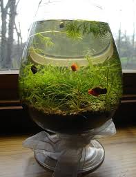 Biaya membuat aquarium air laut memang lebih mahal daripada membuat aquarium air tawar konvensional, perawatannya pun lebih rumit. 14 Desain Aquarium Unik Dan Cara Membuatnya Inreview Id