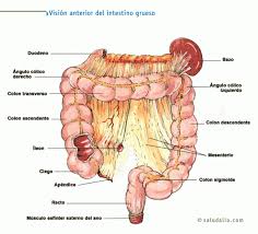 Vision Anterior Del Intestino Grueso Tecnico Auxiliar De Enfermeria Anatomia Y Fisiologia Humana Huesos Anatomia