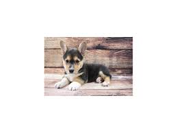 Check out the pembroke welsh corgi puppies for sale we currently have in our stores. Pembroke Welsh Corgi 2938744 Animal Kingdom Puppies N Love